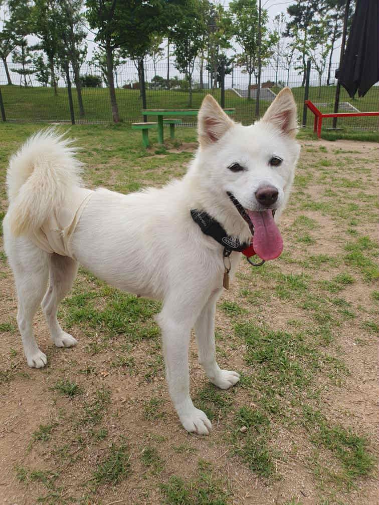 Cloud, an adoptable Jindo, Spitz in San Ramon, CA, 94582 | Photo Image 6
