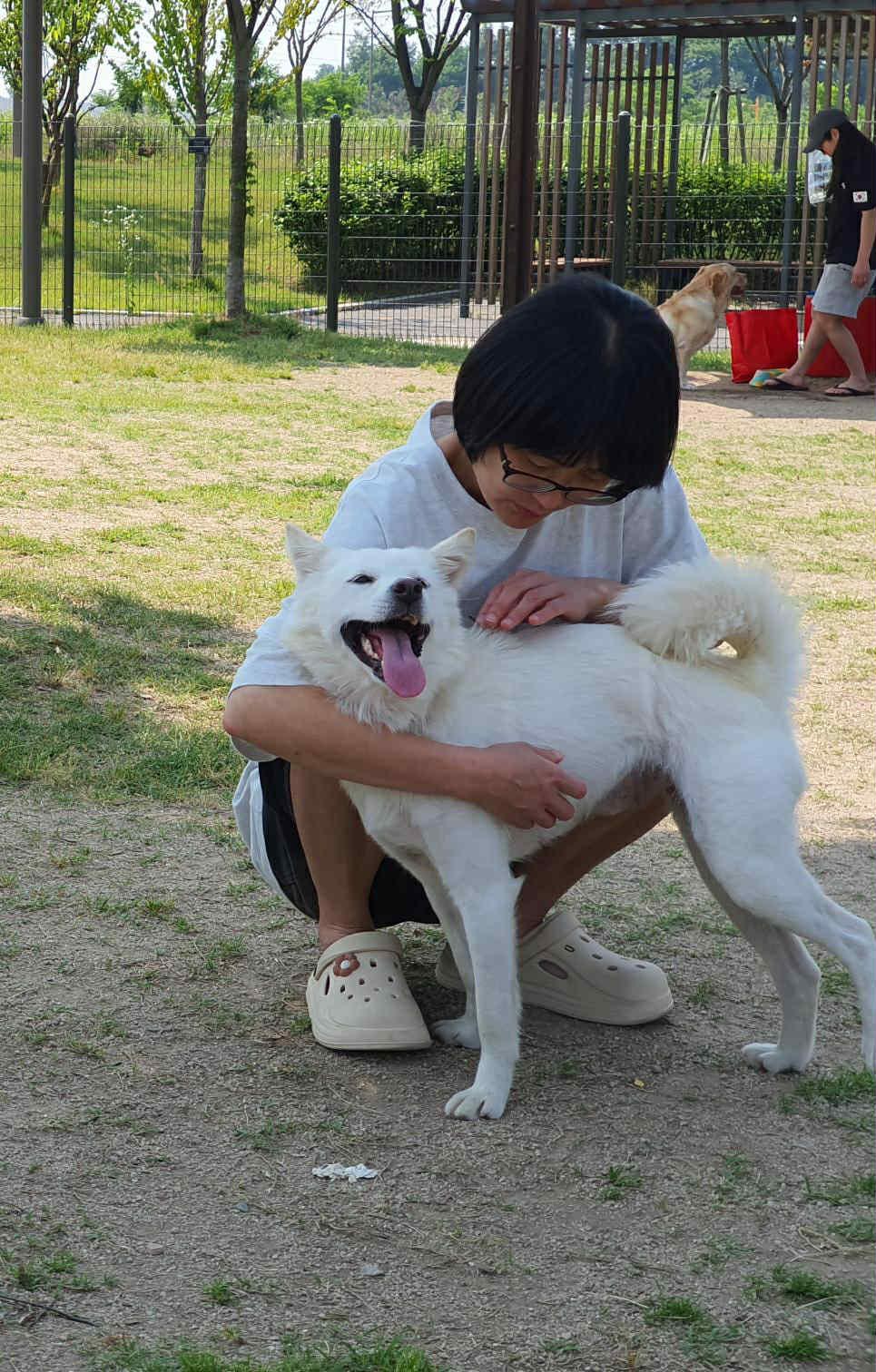 Cloud, an adoptable Jindo, Spitz in San Ramon, CA, 94582 | Photo Image 5
