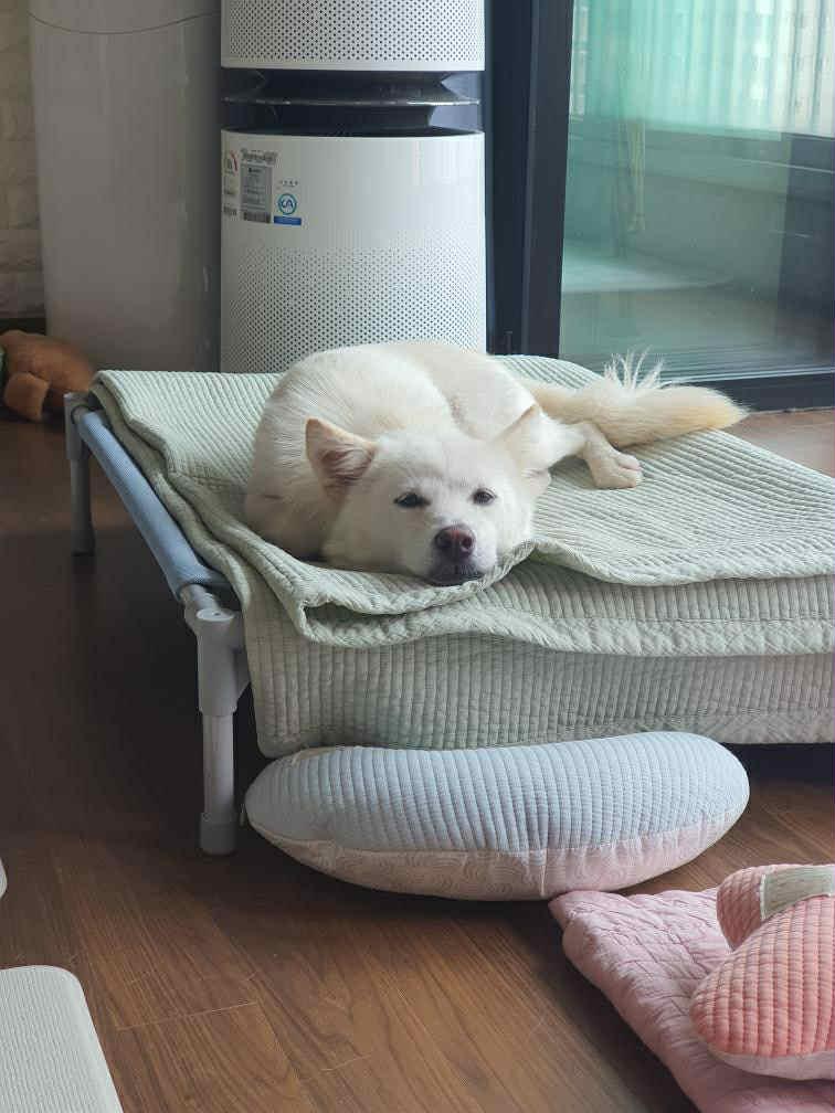 Cloud, an adoptable Jindo, Spitz in San Ramon, CA, 94582 | Photo Image 2