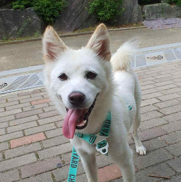 Cloud, an adoptable Jindo, Spitz in San Ramon, CA, 94582 | Photo Image 1