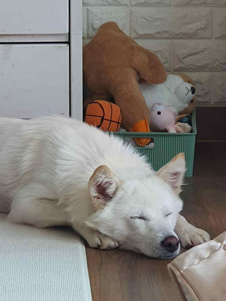 Cloud, an adoptable Jindo, Spitz in San Ramon, CA, 94582 | Photo Image 4