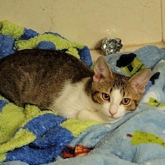 Enlarge Alison, a Adoptable Domestic Short Hair in Boston, MA image 1/1