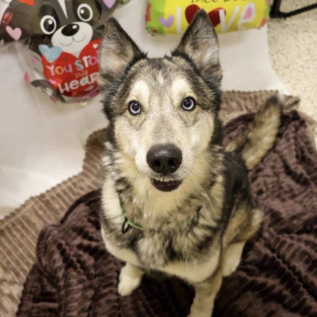 Goodleaf, Adoptable, Senior Male Husky & Shepherd.