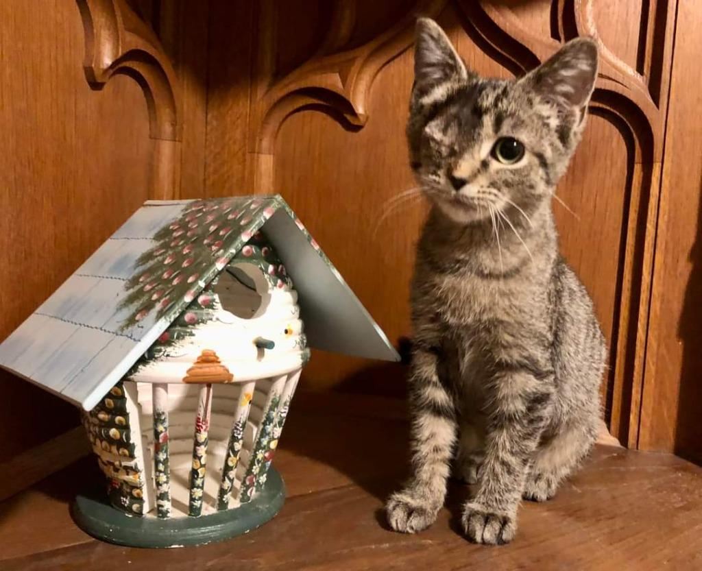 Ivy, Adopted, Adult Female Domestic Short Hair.