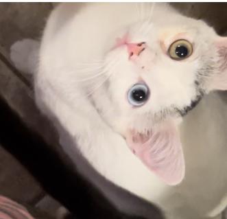 GB (Silvie), Adoptable, Kitten Male American Shorthair & Turkish Van.