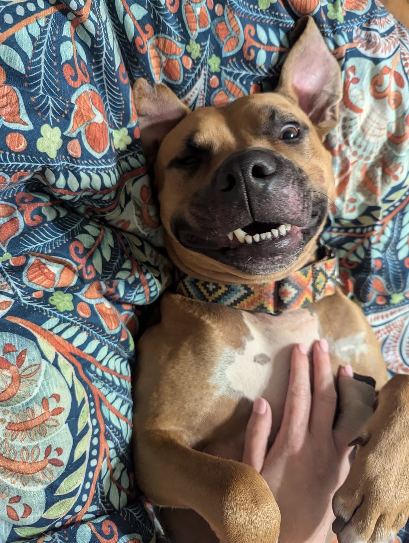 Byron, a Adoptable mixed breed in Cleveland, OH image 2/6