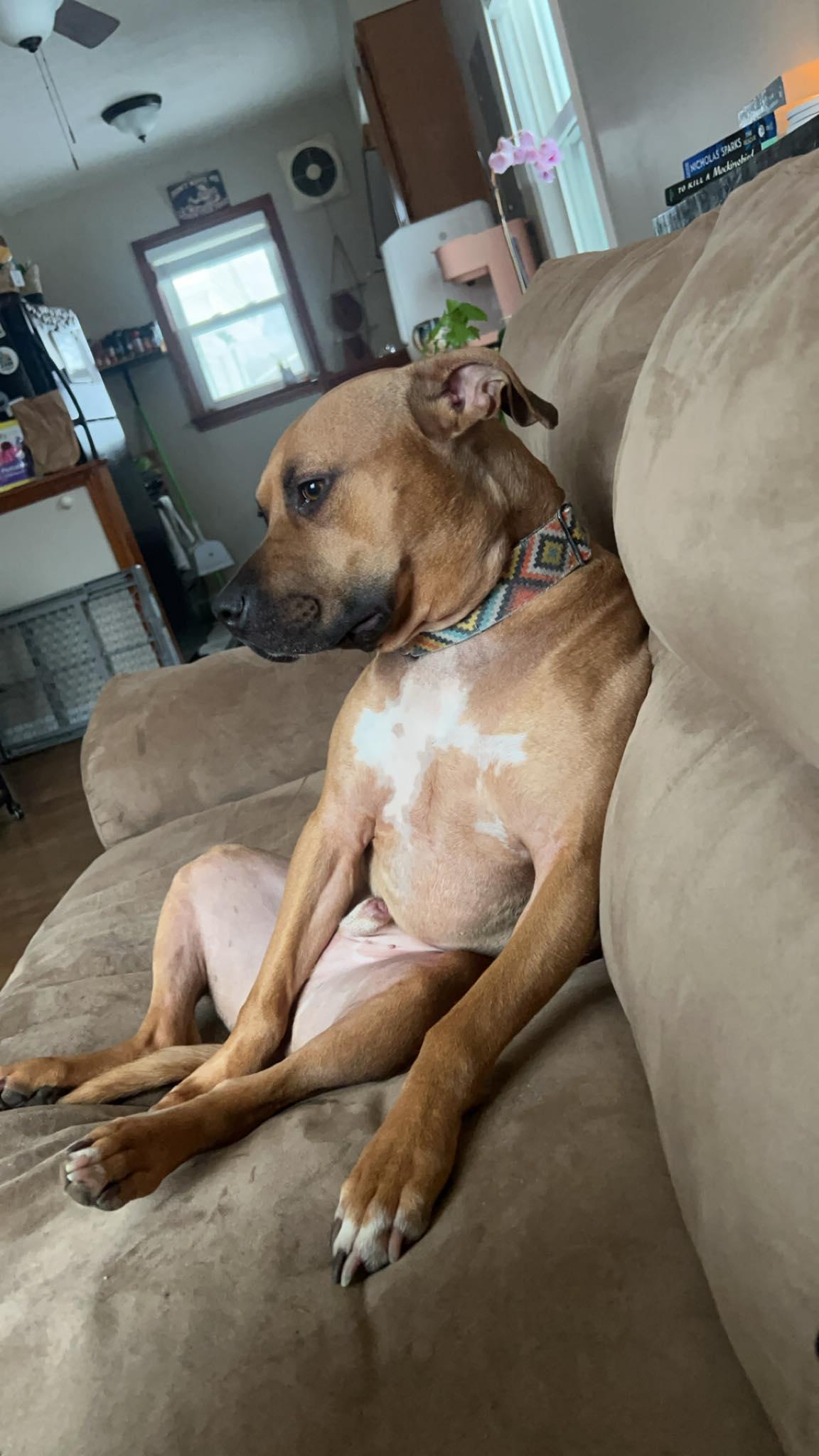 Byron, a Adoptable mixed breed in Cleveland, OH image 5/6