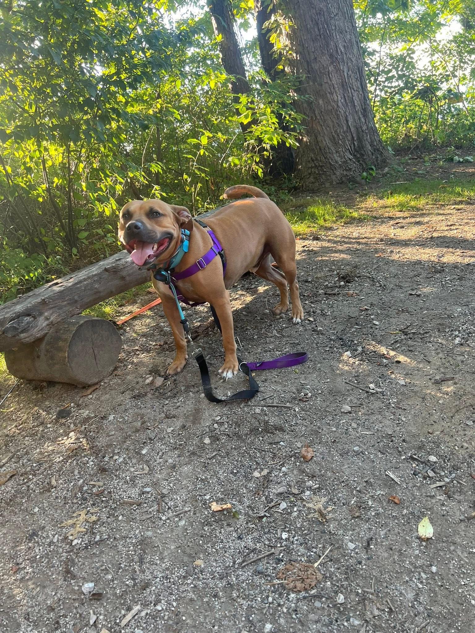 Byron, a Adoptable mixed breed in Cleveland, OH image 6/6