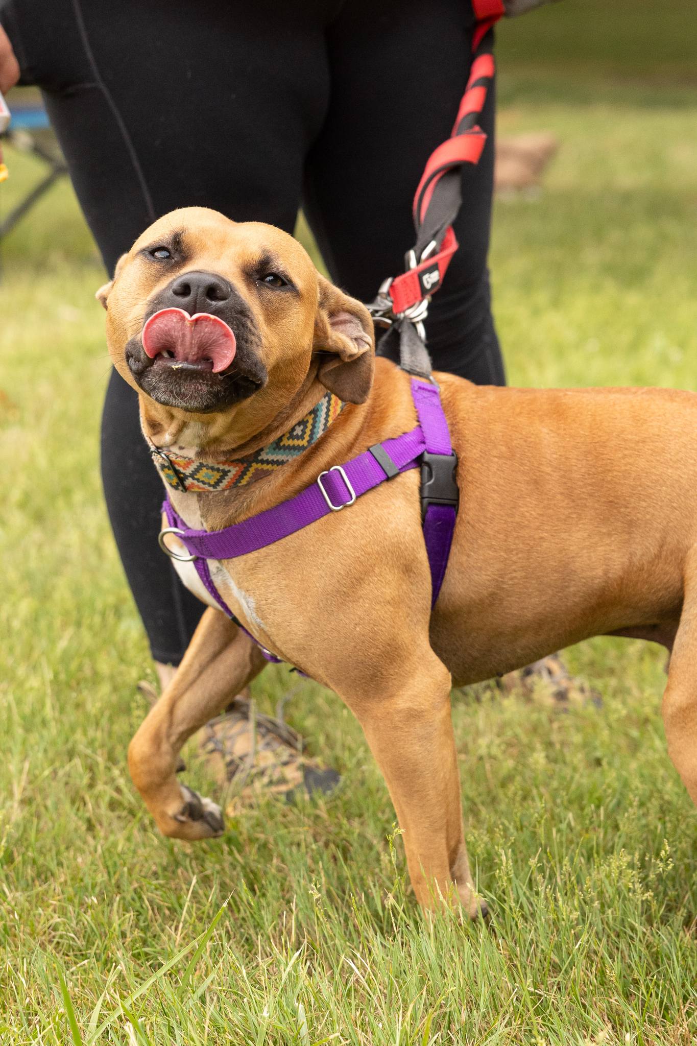 Byron, Adoptable, Young Male Terrier & Pit Bull Terrier.