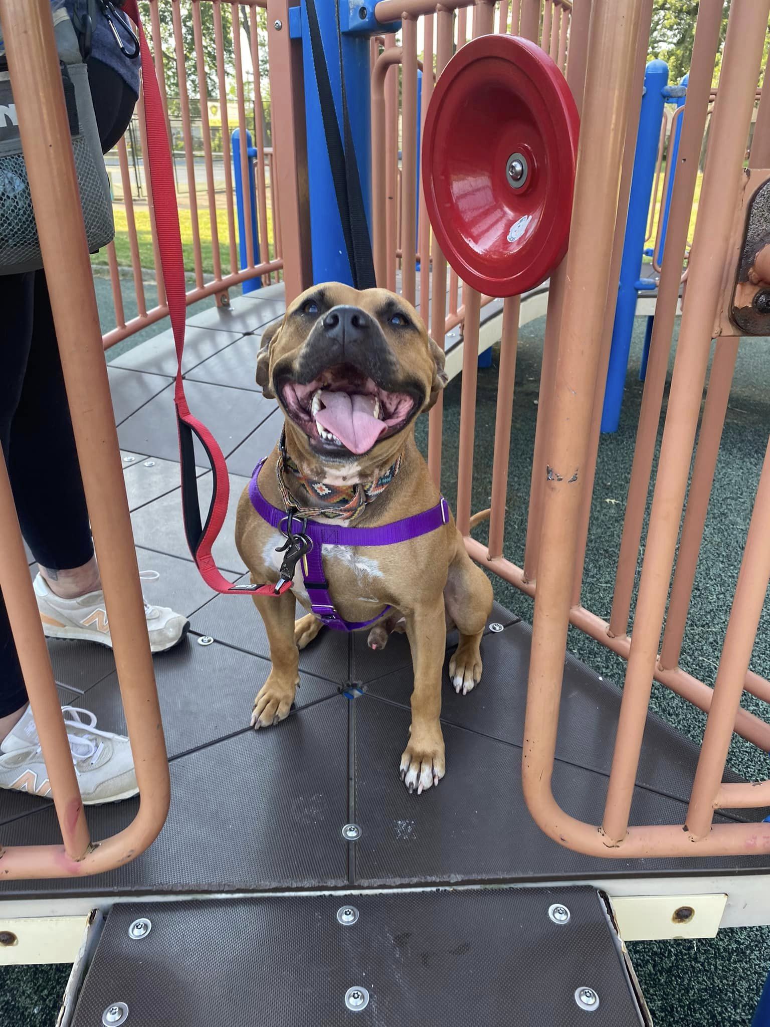 Byron, a Adoptable mixed breed in Cleveland, OH image 4/6