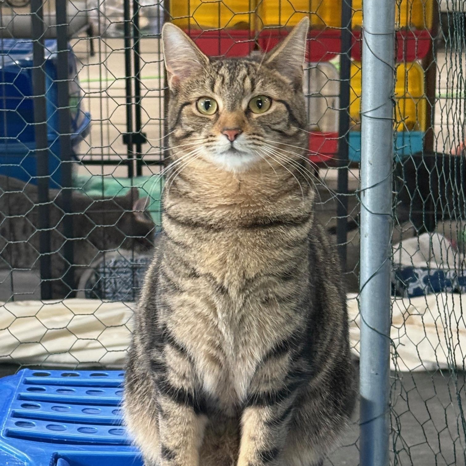 Jonni, Adoptable, Adult Female Domestic Short Hair.