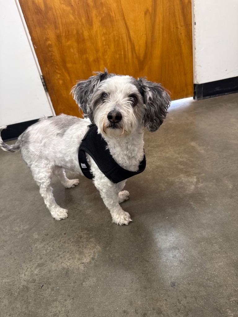 Muskateer (aka Bruno), Adoptable, Senior Male Terrier.