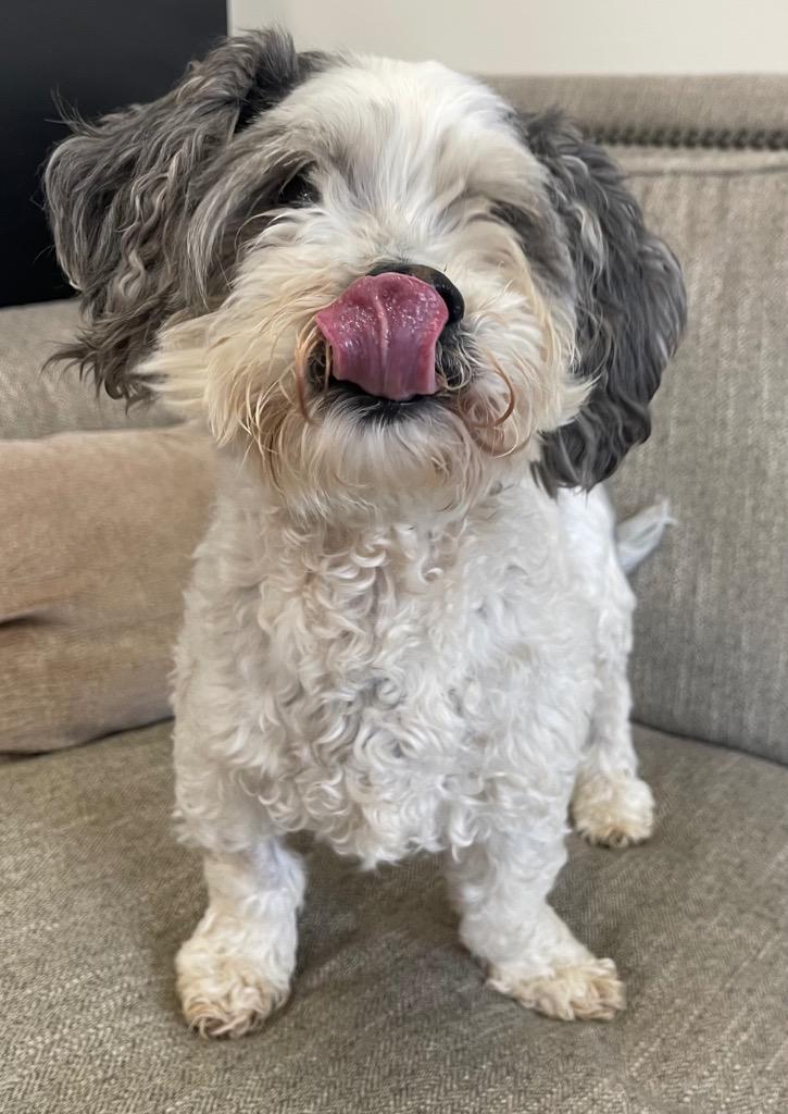 Muskateer (aka Bruno), a Adoptable mixed breed in Thousand Oaks, CA image 2/2