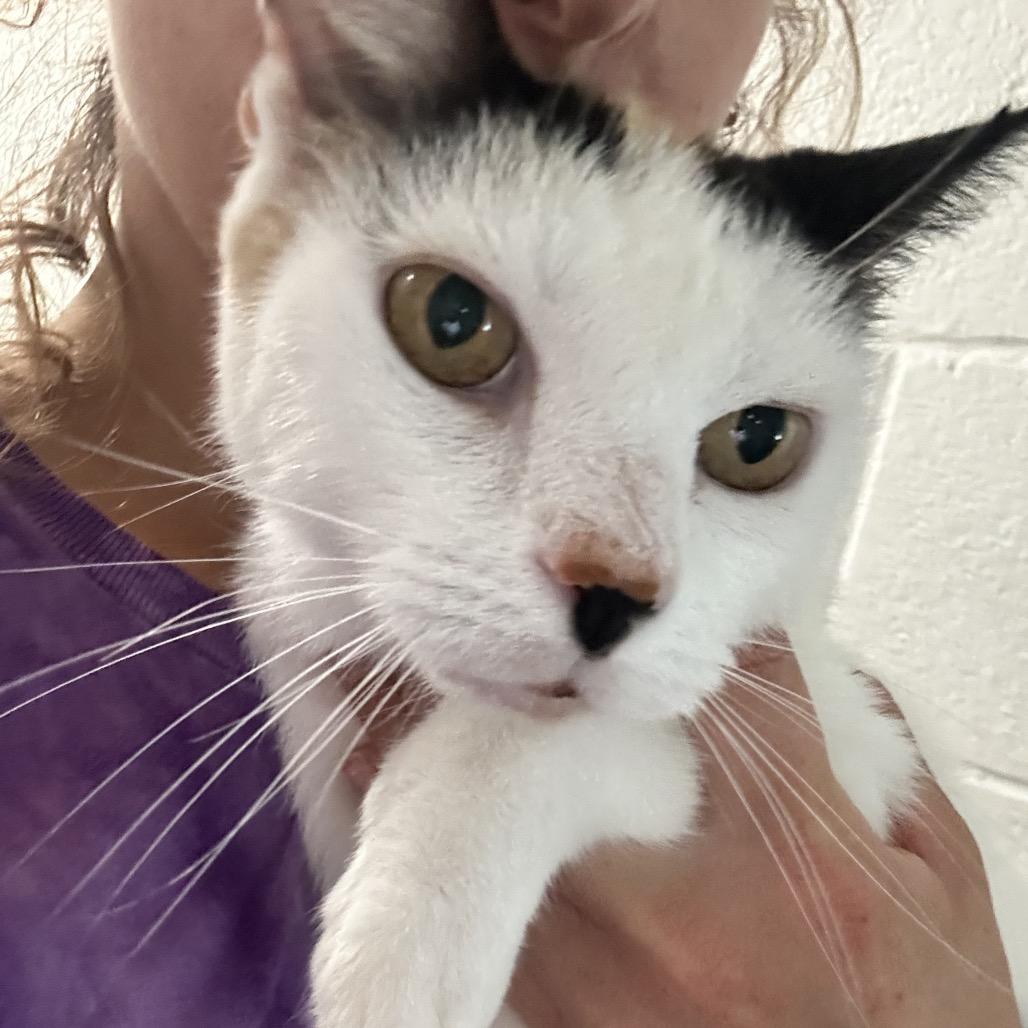 Enlarge Pretty, a Adoptable Domestic Short Hair in Newport, NC image 1/5