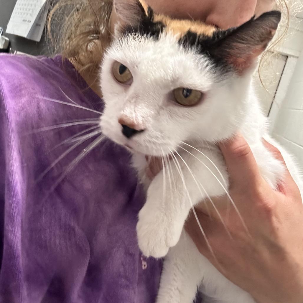 Enlarge Pretty, a Adoptable Domestic Short Hair in Newport, NC image 2/5