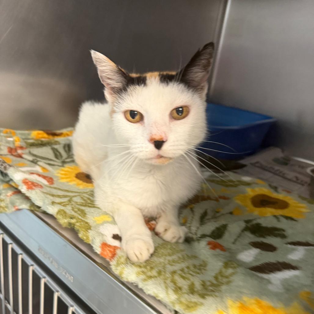 Enlarge Pretty, a Adoptable Domestic Short Hair in Newport, NC image 4/5