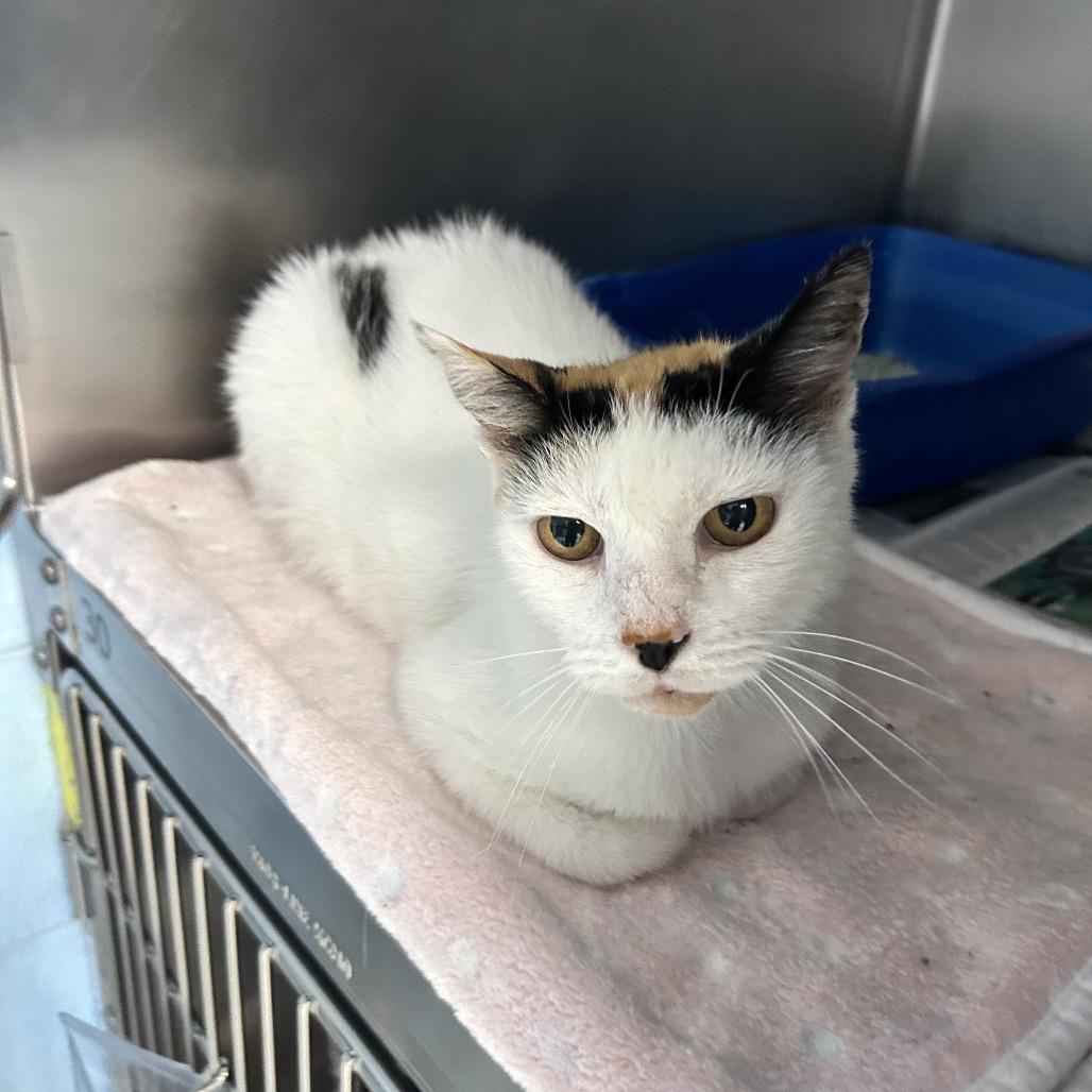 Enlarge Pretty, a Adoptable Domestic Short Hair in Newport, NC image 5/5