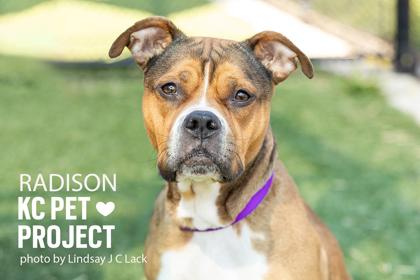 Radison, Adoptable, Adult Female Pit Bull Terrier & Mixed Breed.