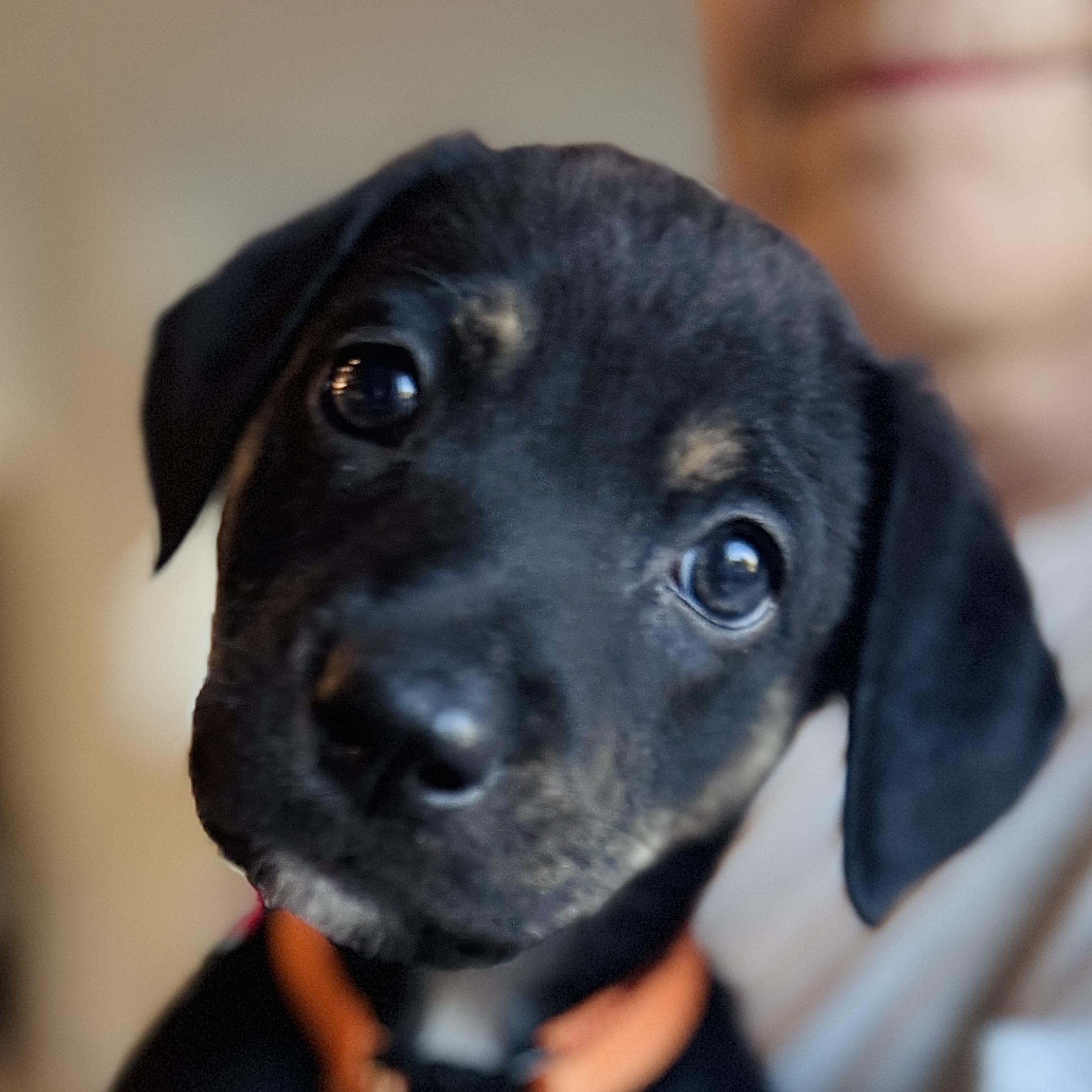 Licky, Adopted, Puppy Female Terrier & Poodle.