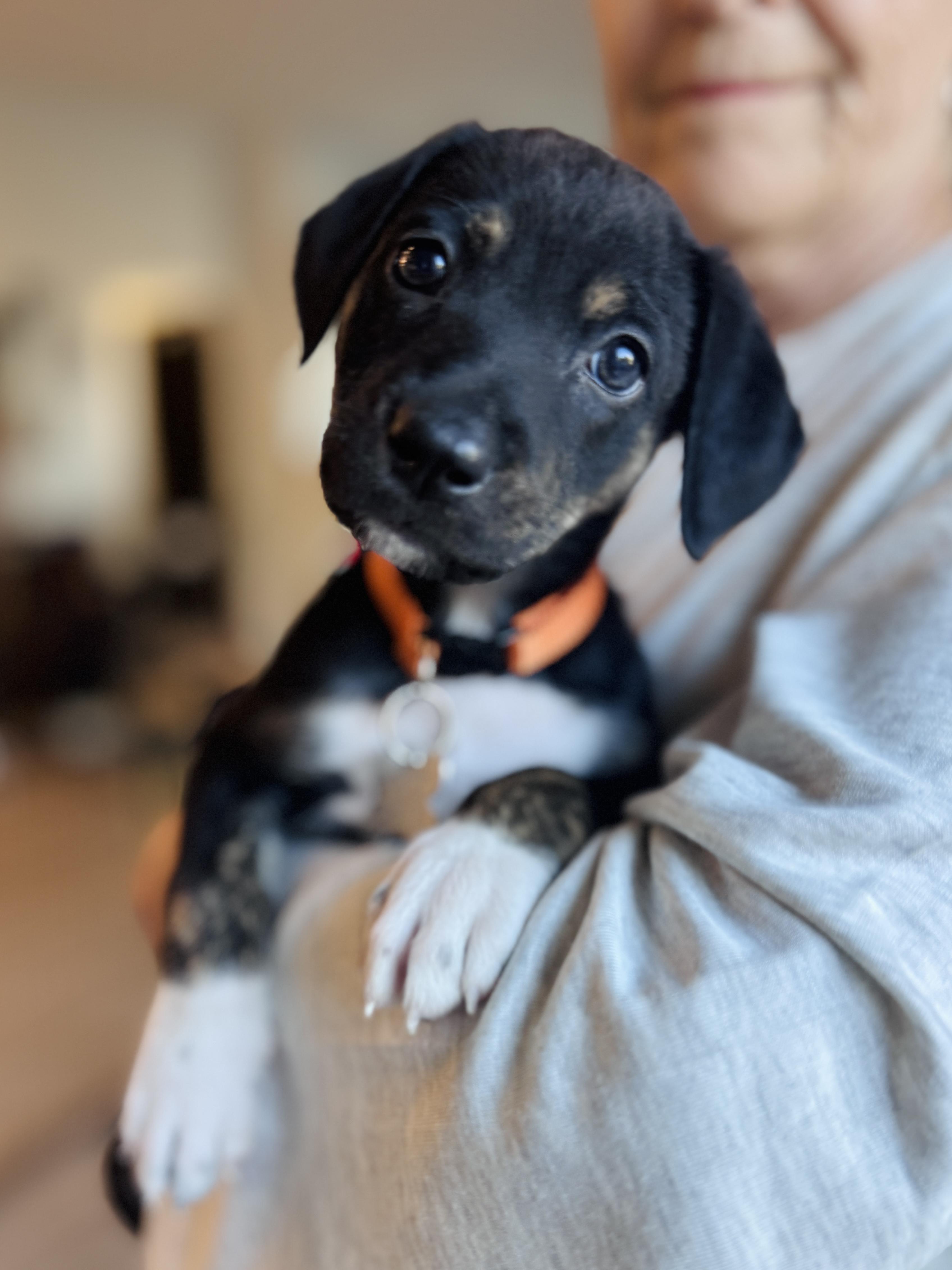 Enlarge Licky, a Adopted mixed breed in Palatine, IL image 5/5