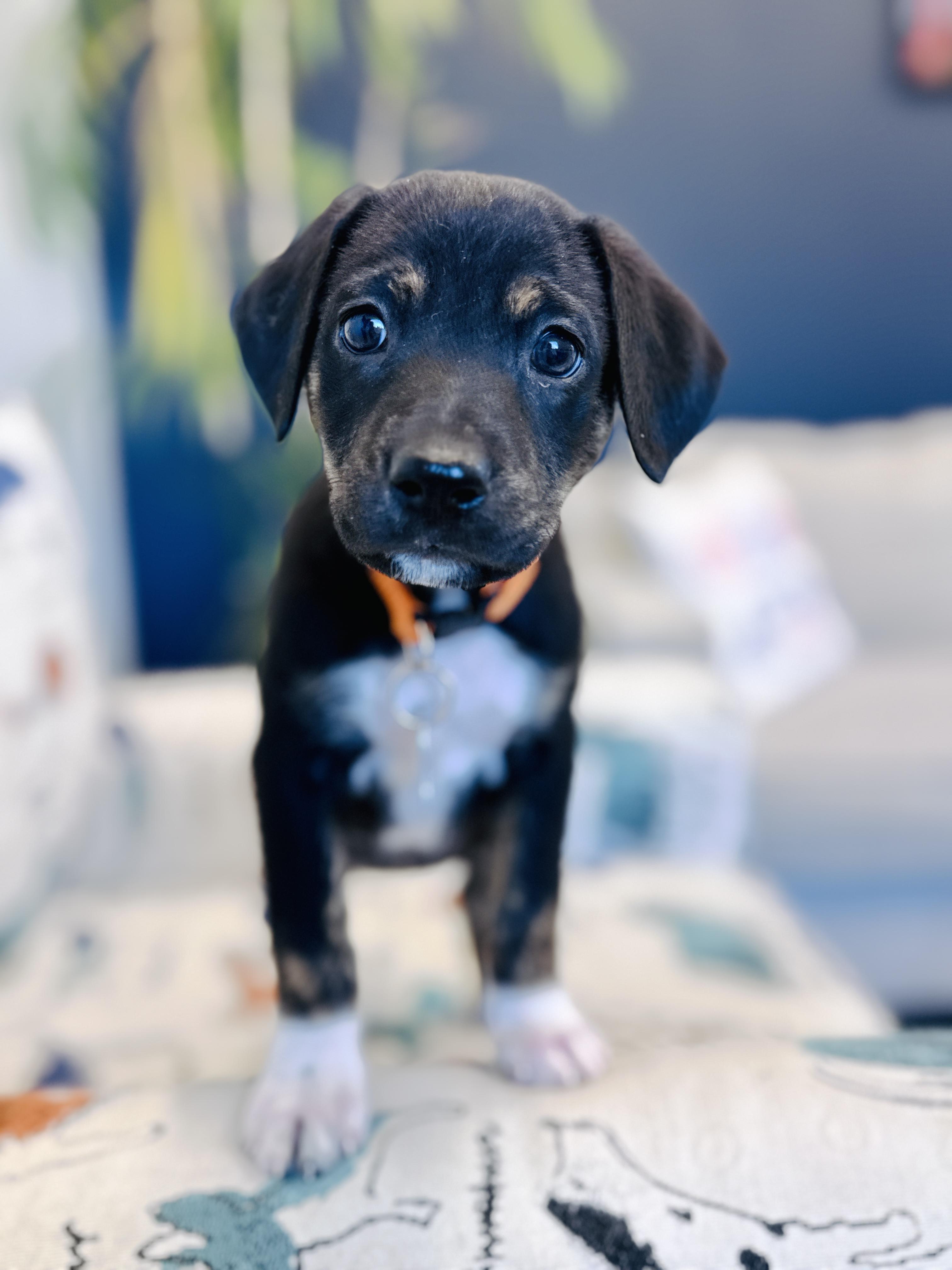 Enlarge Licky, a Adopted mixed breed in Palatine, IL image 4/5