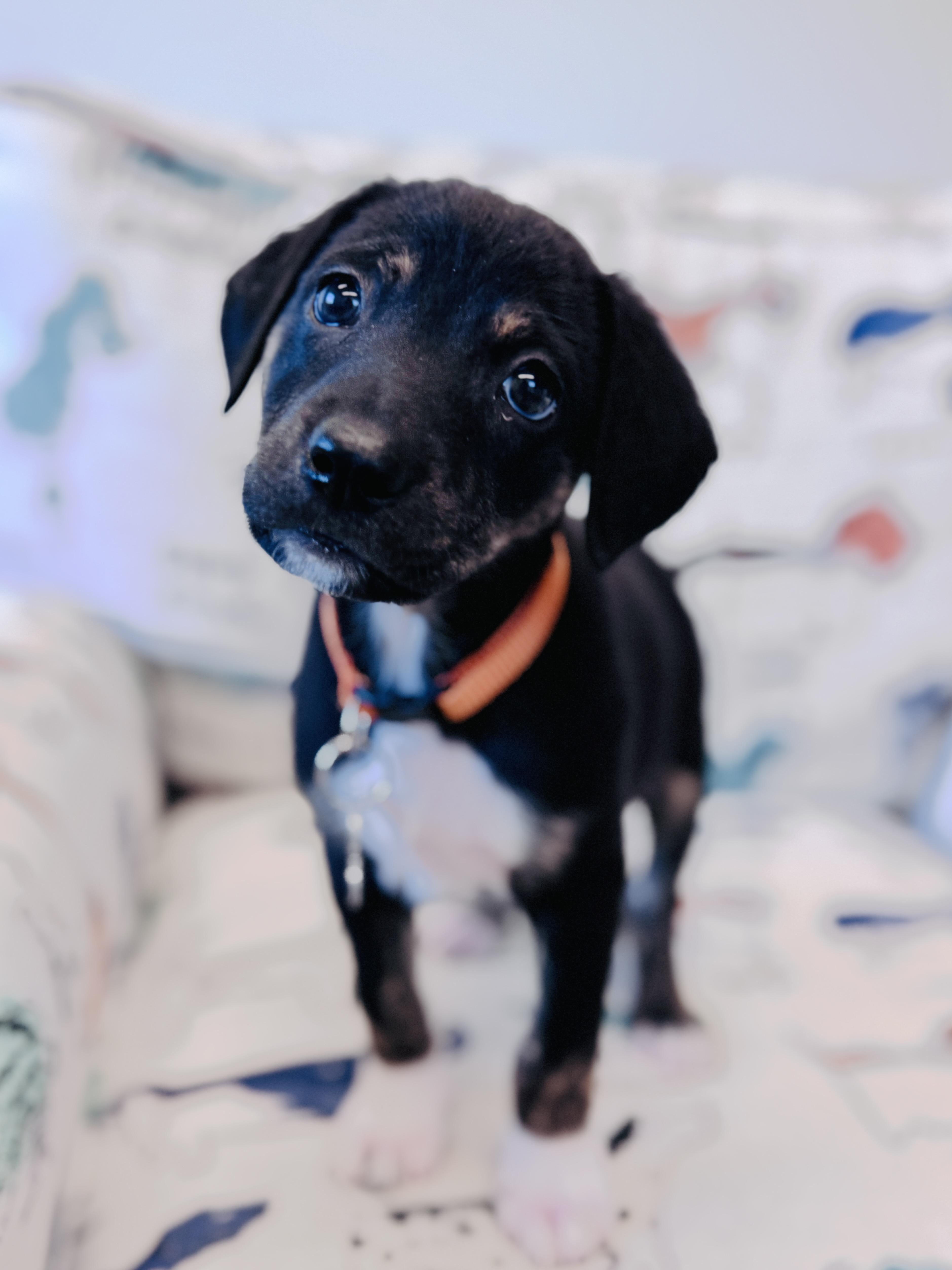 Enlarge Licky, a Adopted mixed breed in Palatine, IL image 2/5