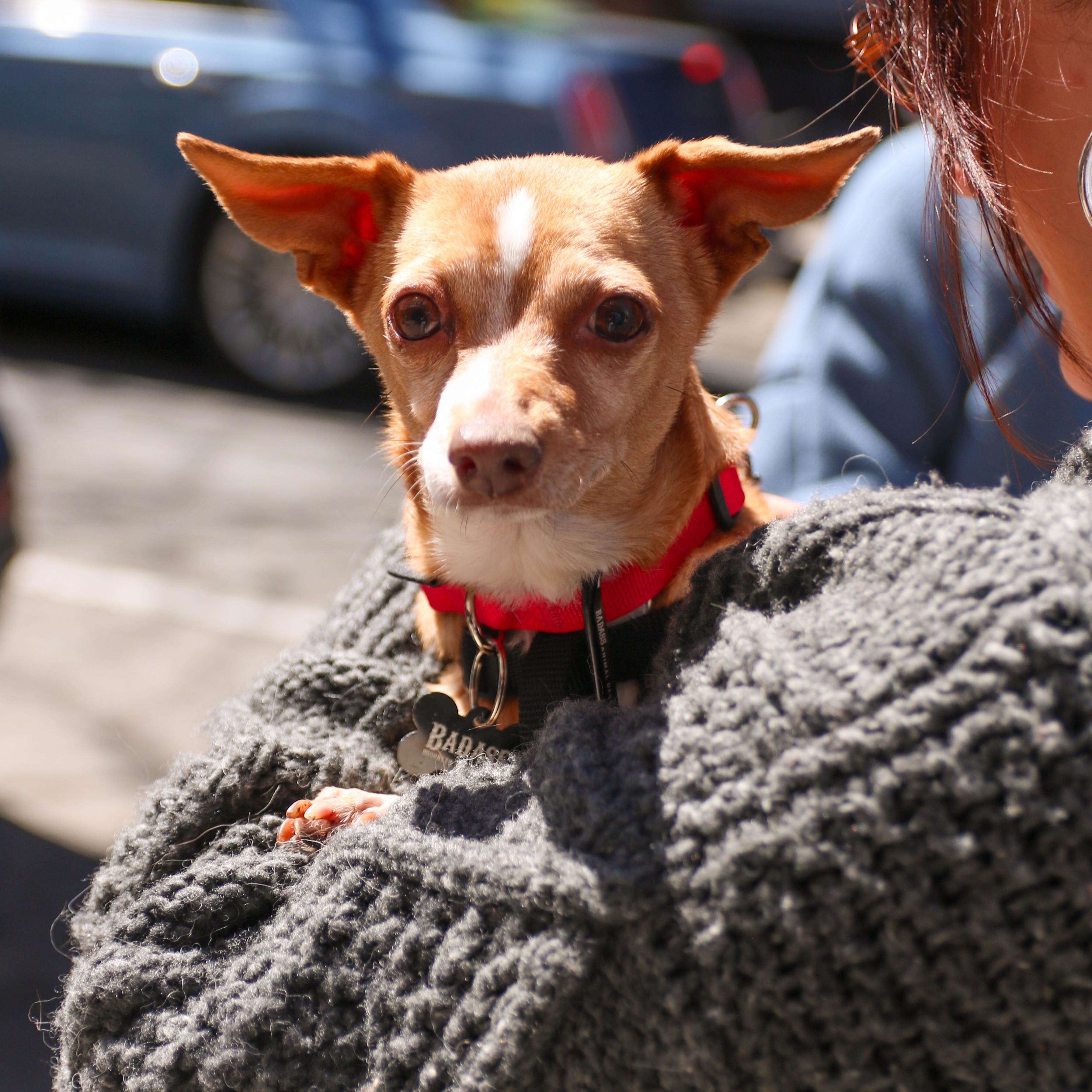 Enlarge Amy Madigan, a ADOPTABLE Chihuahua in Brooklyn, NY image 2/3