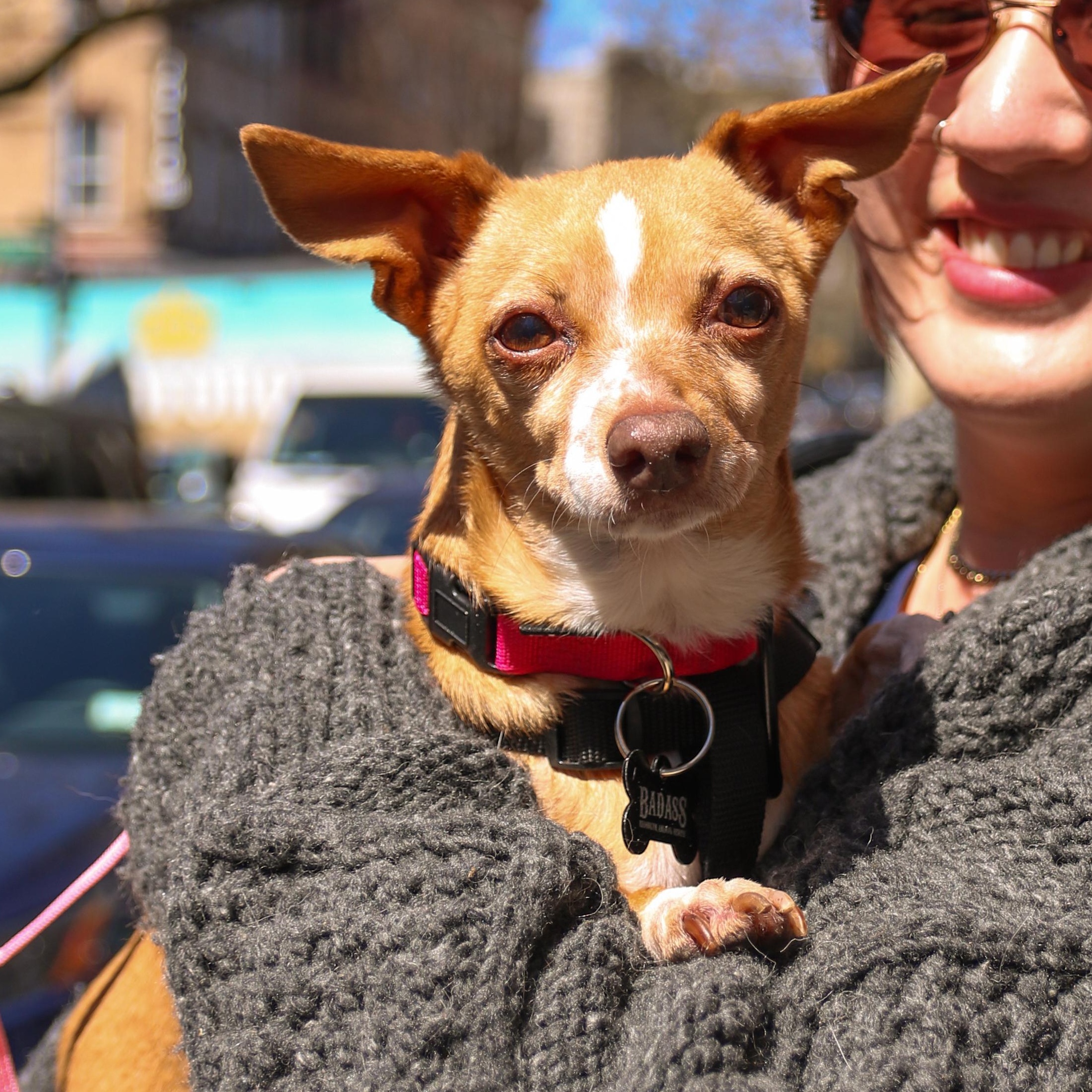Enlarge Amy Madigan, a ADOPTABLE Chihuahua in Brooklyn, NY image 1/3