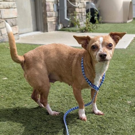Enlarge Amy Madigan, a ADOPTABLE Chihuahua in Brooklyn, NY image 3/3