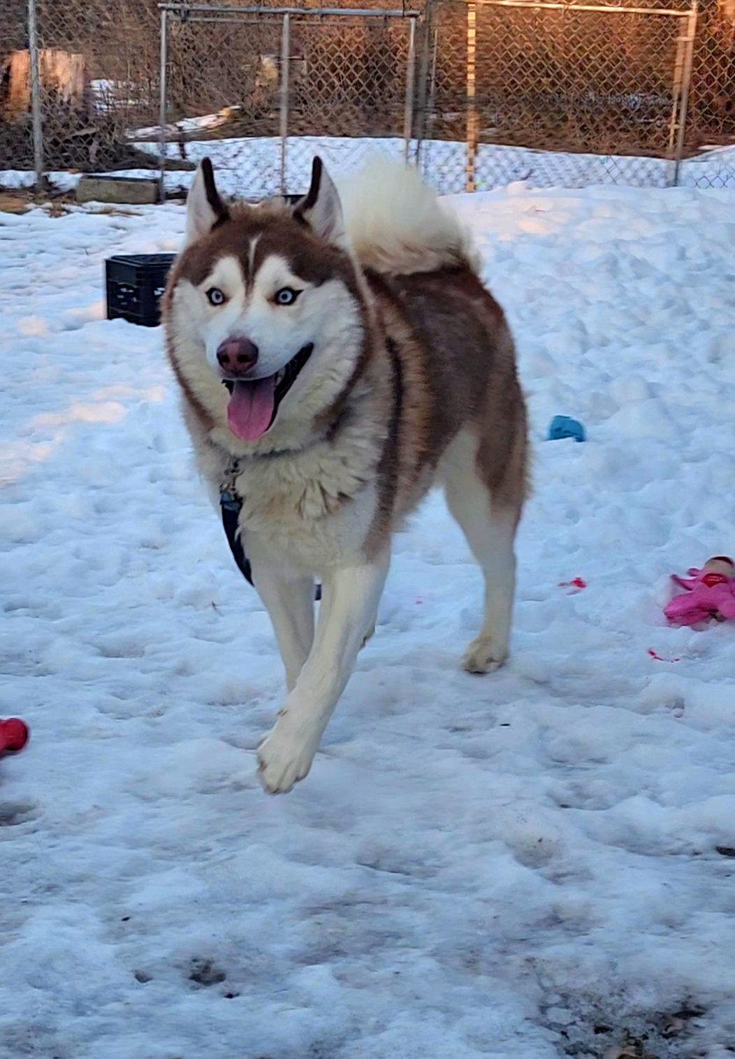 Milo, Adoptable, Young Male Siberian Husky.