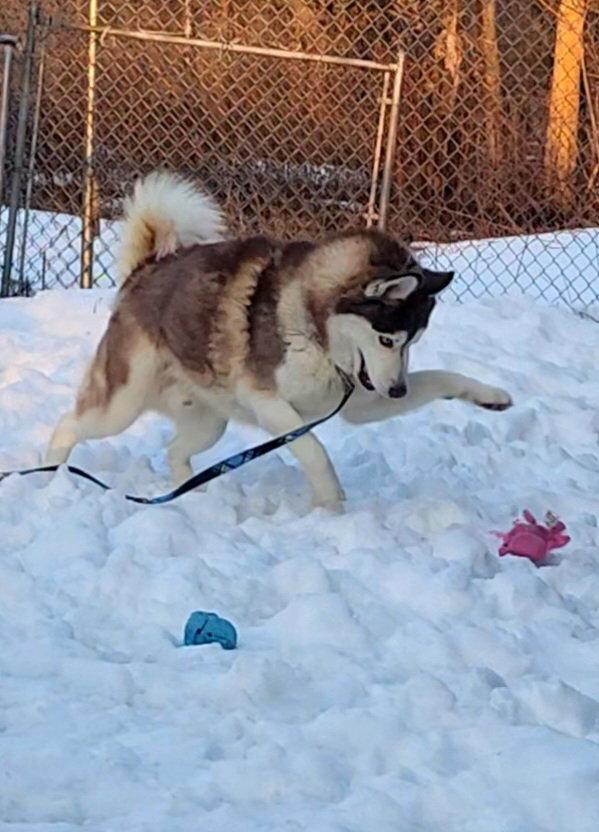 Milo, Adoptable, Young Male Siberian Husky.