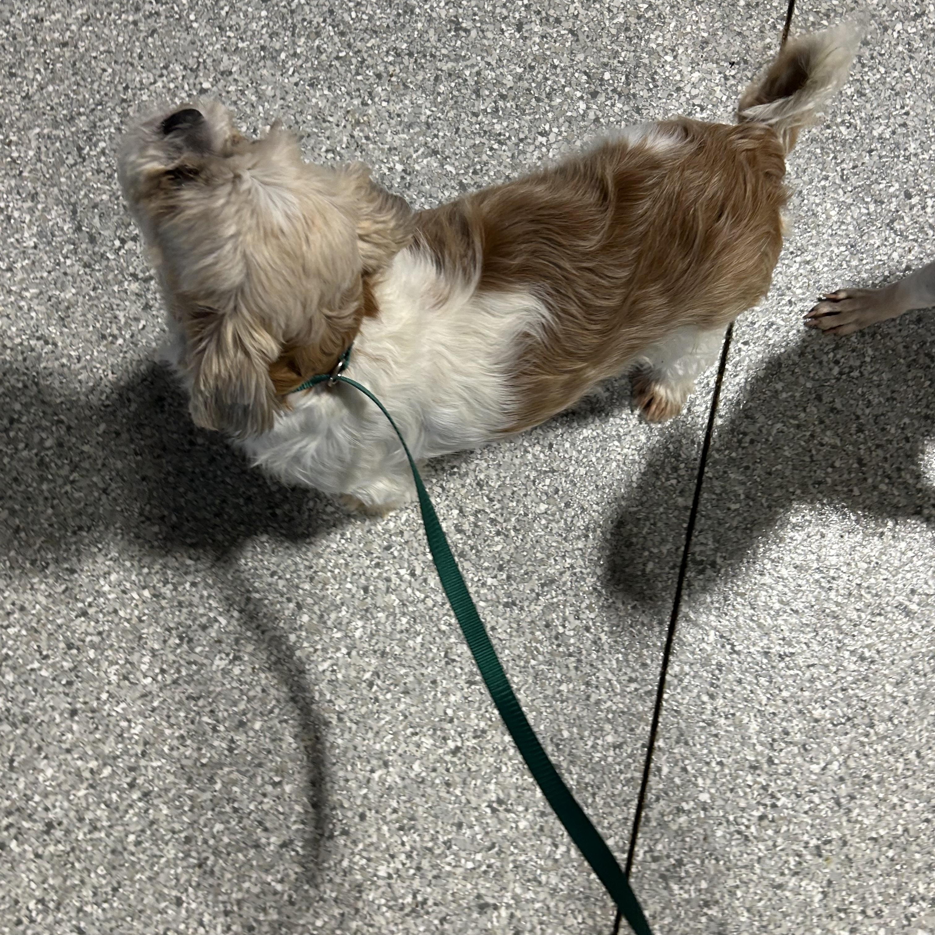 Enlarge Happy Sue, an adoptable Shih Tzu in Maumee , OH image 3/3