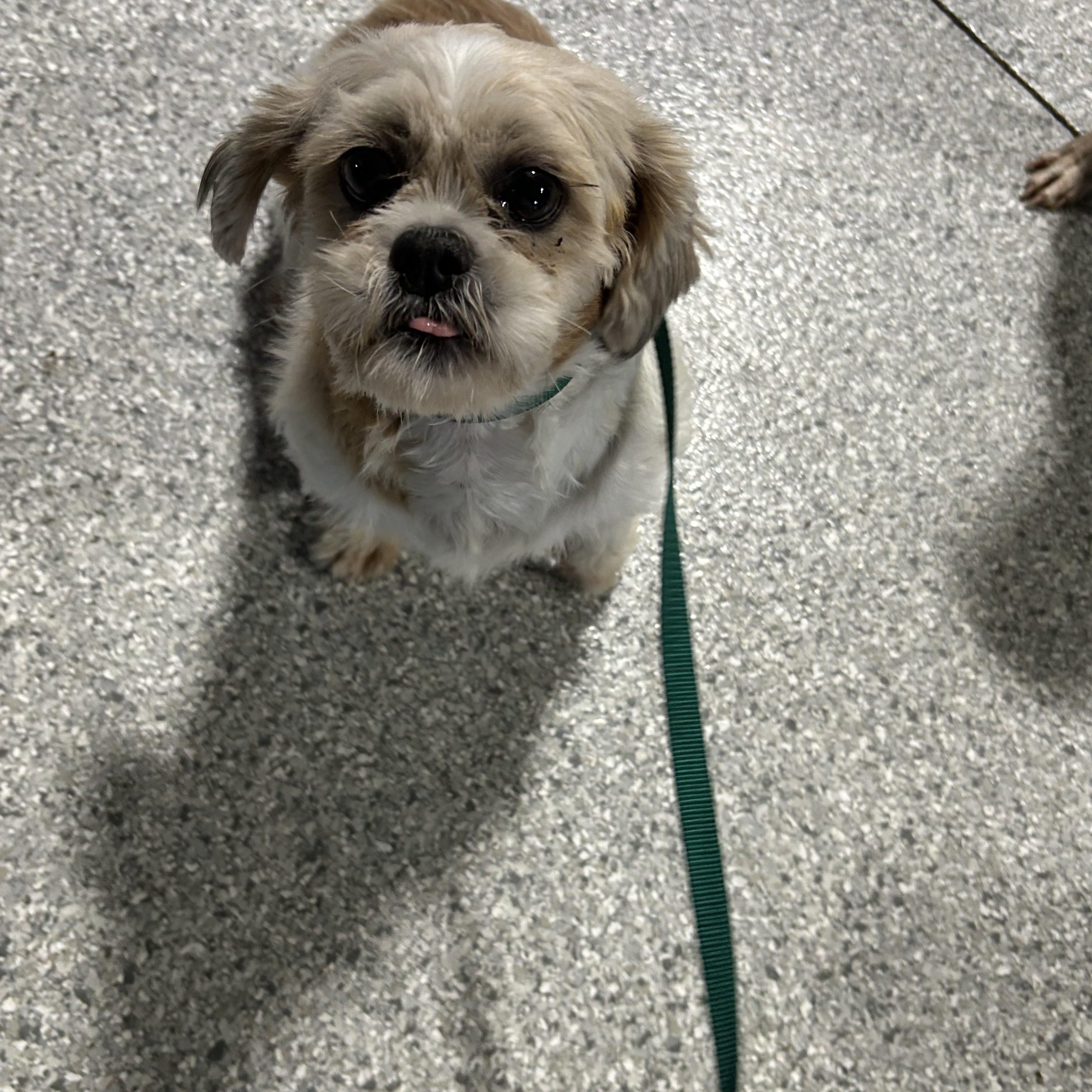 Enlarge Happy Sue, an adoptable Shih Tzu in Maumee , OH image 2/3