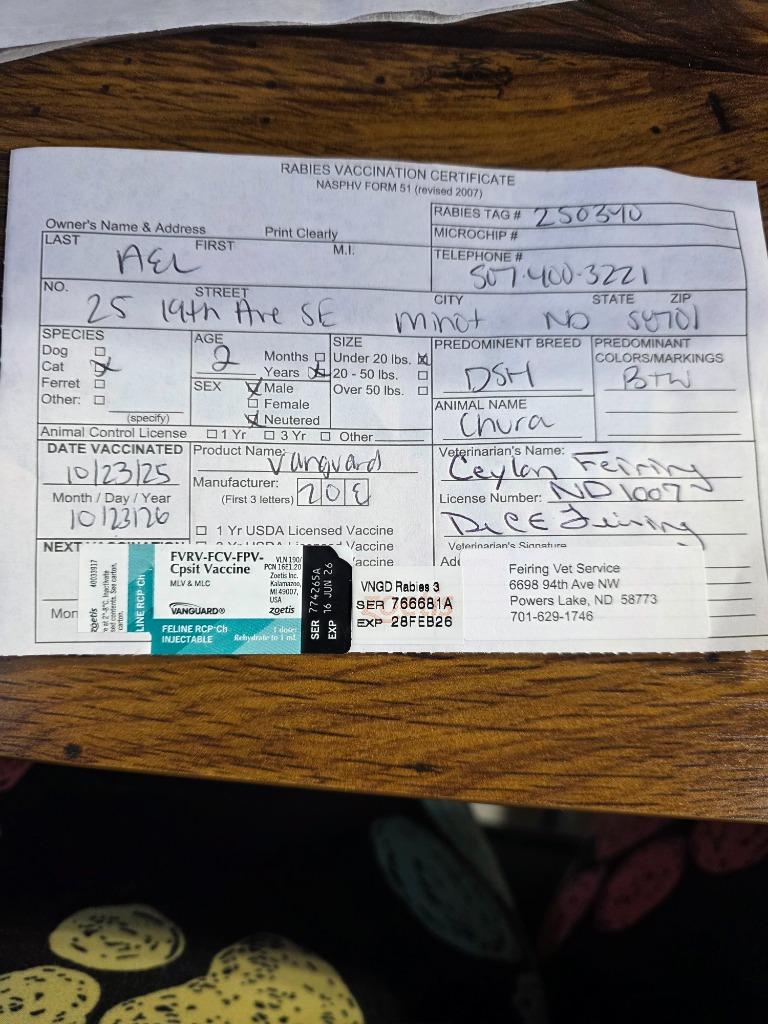 Enlarge Churu, a Adoptable mixed breed in Minot, ND image 1/3