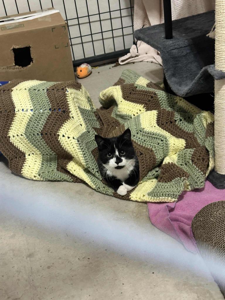 Enlarge Churu, a Adoptable mixed breed in Minot, ND image 2/3