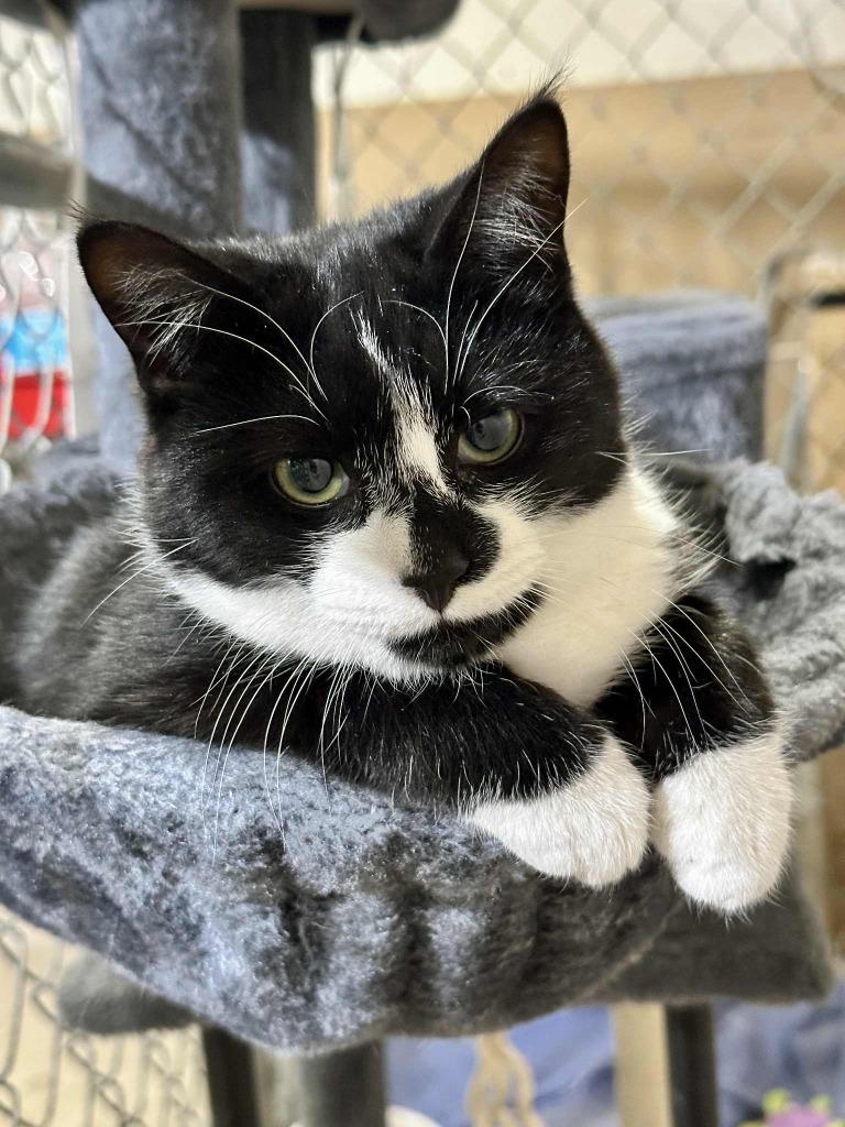 Enlarge Churu, a Adoptable mixed breed in Minot, ND image 3/3