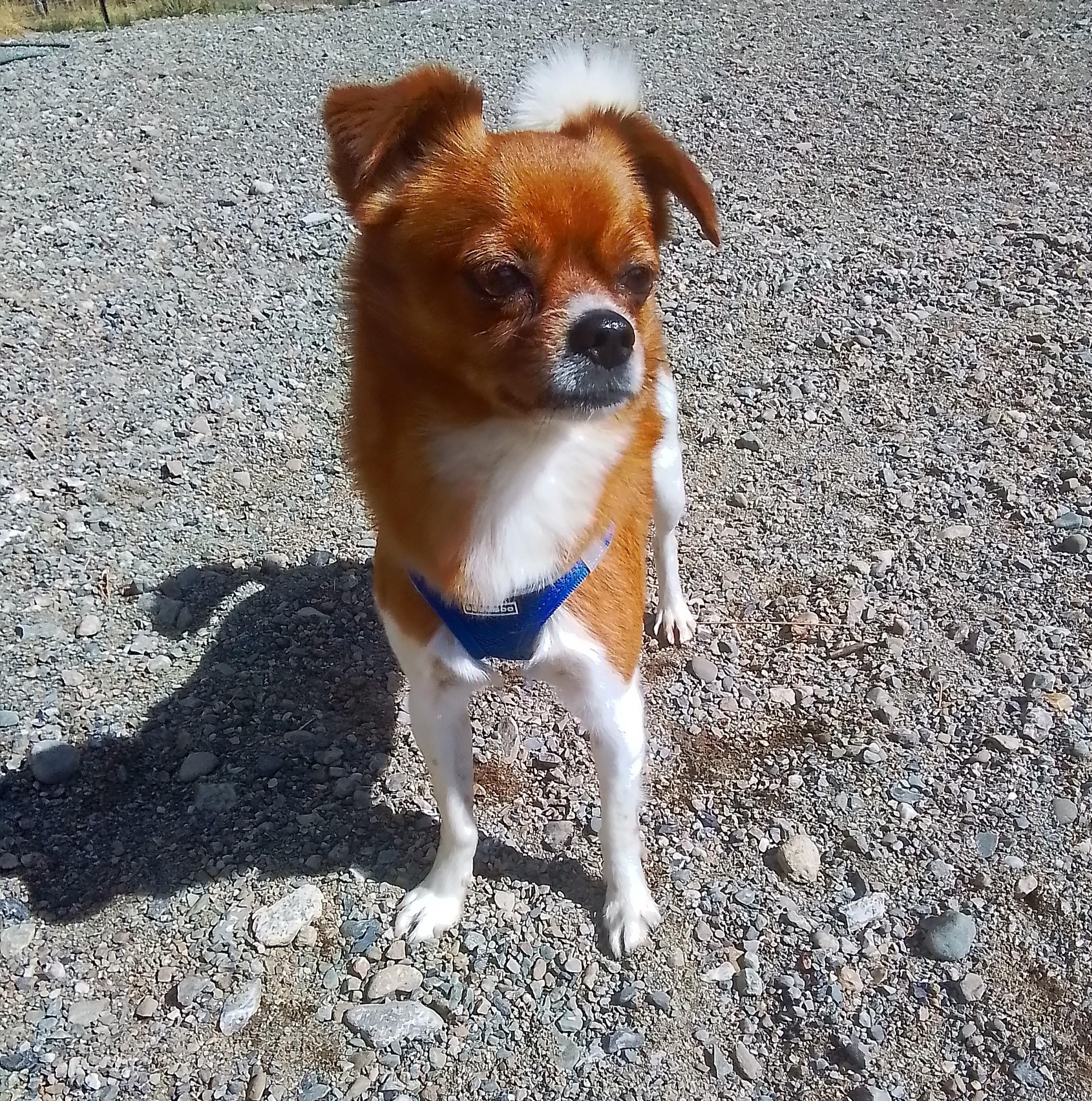 Casey, Adoptable, Adult Male Papillon & Chihuahua.