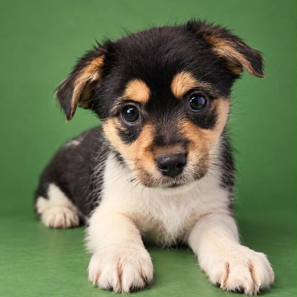 Chocola, Adoptable, Puppy Male Chihuahua & Maltese.