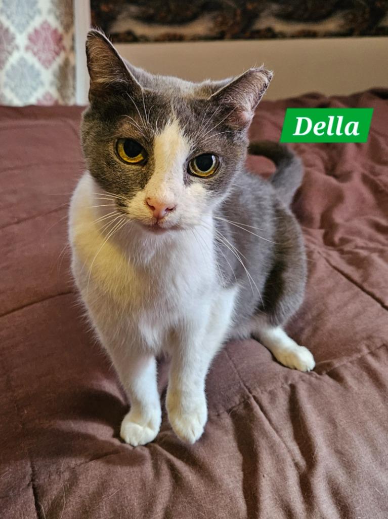 Della, Adoptable, Adult Female Domestic Short Hair.