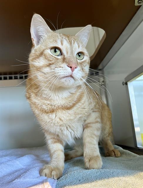 Enlarge JAKE, a Adoptable Domestic Short Hair in San Francisco, CA image 1/1
