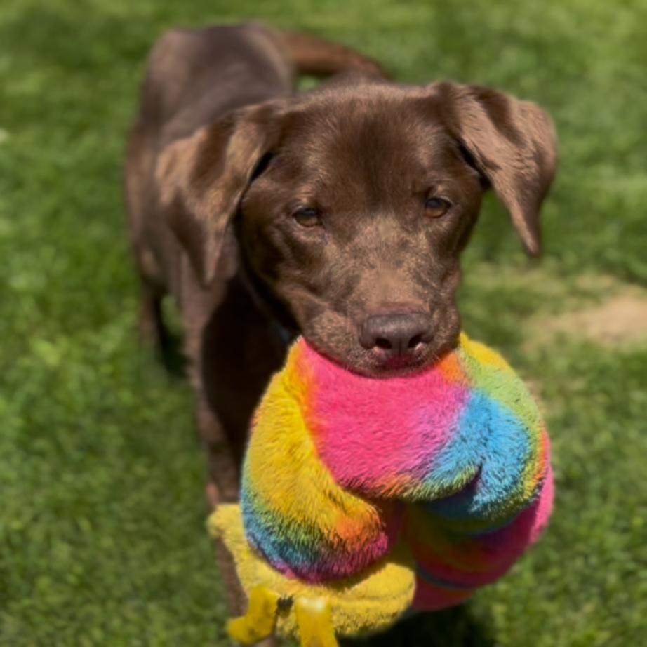 Parker, Adoptable, Senior Male Chocolate Labrador Retriever.