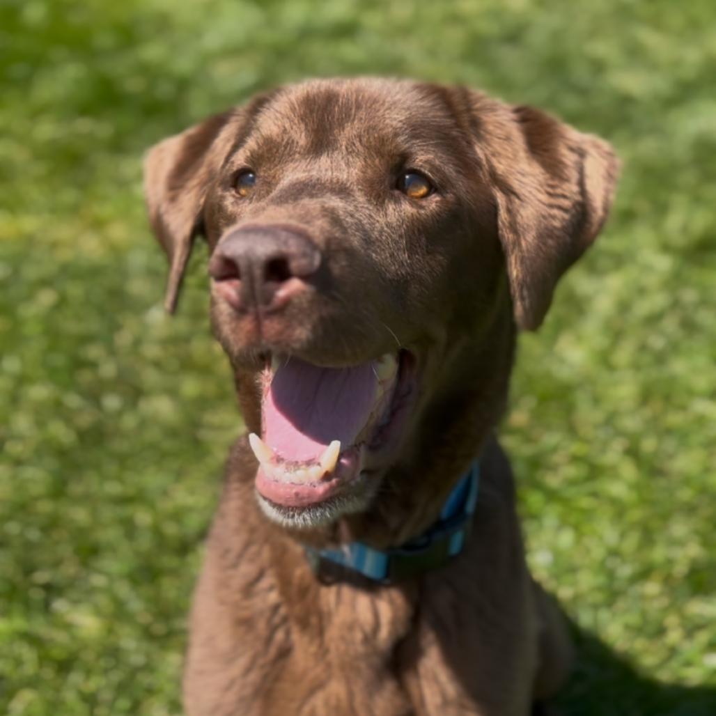 Parker, a Adoptable Chocolate Labrador Retriever in Marysville, OH image 2/6