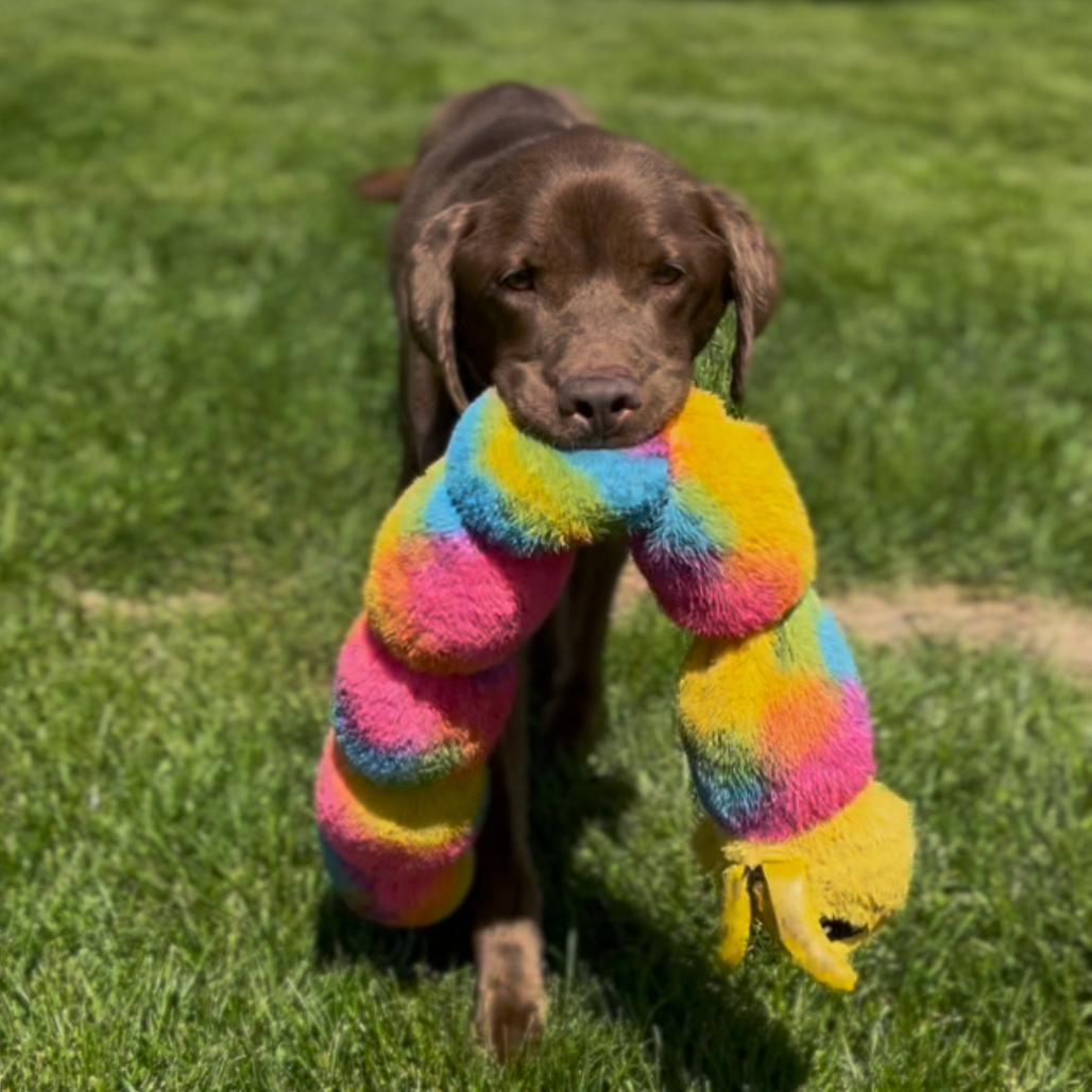 Parker, a Adoptable Chocolate Labrador Retriever in Marysville, OH image 3/6