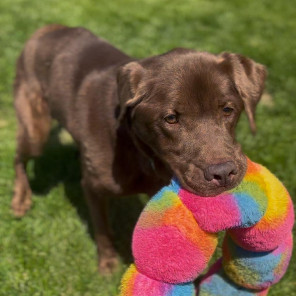 Parker, a Adoptable Chocolate Labrador Retriever in Marysville, OH image 4/6