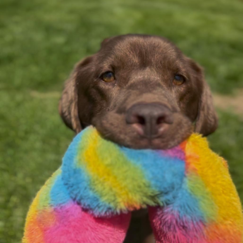 Parker, a Adoptable Chocolate Labrador Retriever in Marysville, OH image 5/6