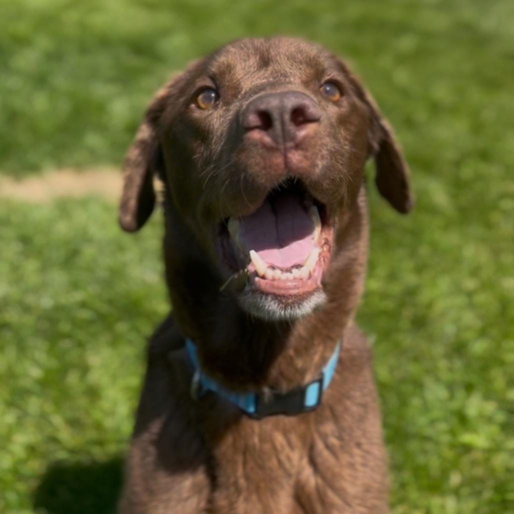 Parker, a Adoptable Chocolate Labrador Retriever in Marysville, OH image 6/6