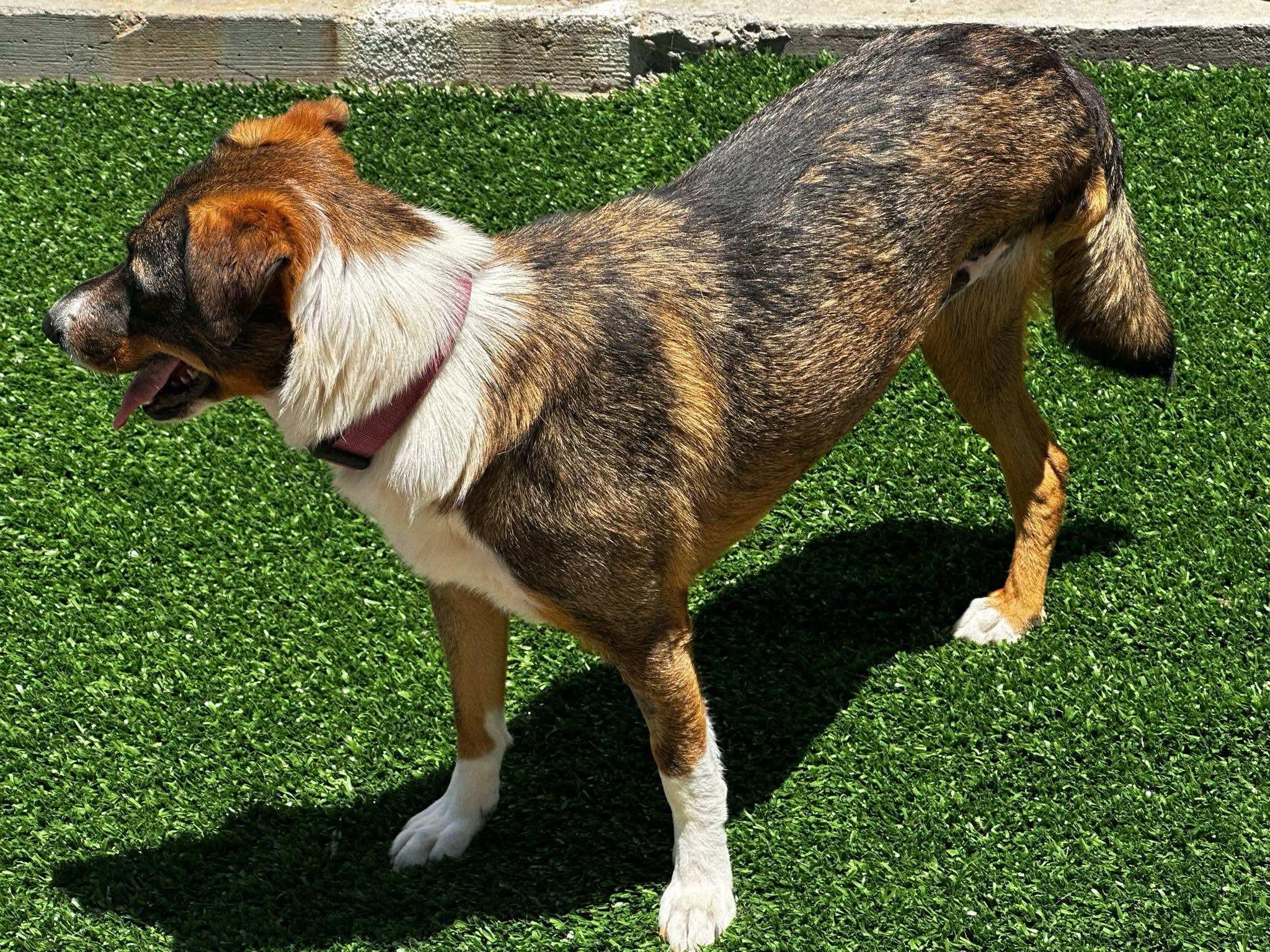 Enlarge Trixie, a Adoptable Mixed Breed in Puyallup, WA image 4/4