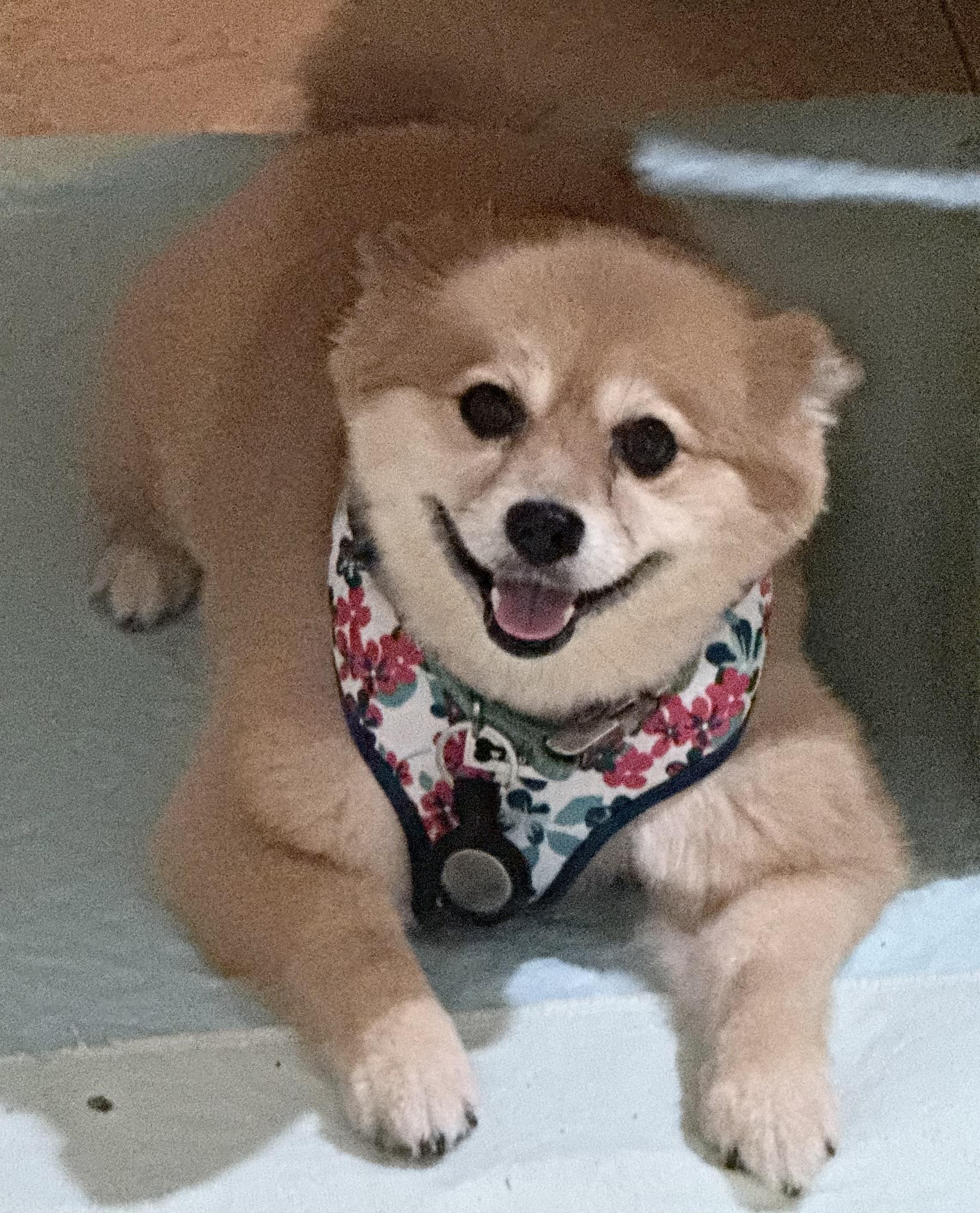 Enlarge Ruby, a Adoptable Pomeranian in Media, PA image 2/2