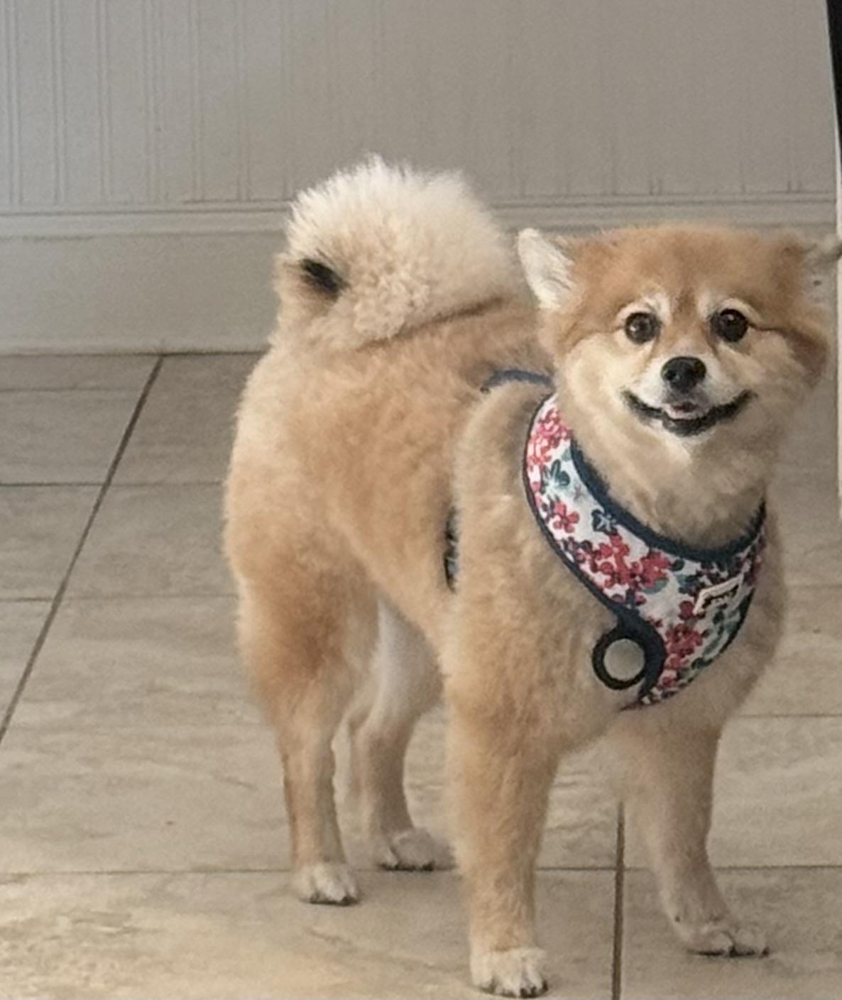 Ruby, Adoptable, Adult Female Pomeranian.