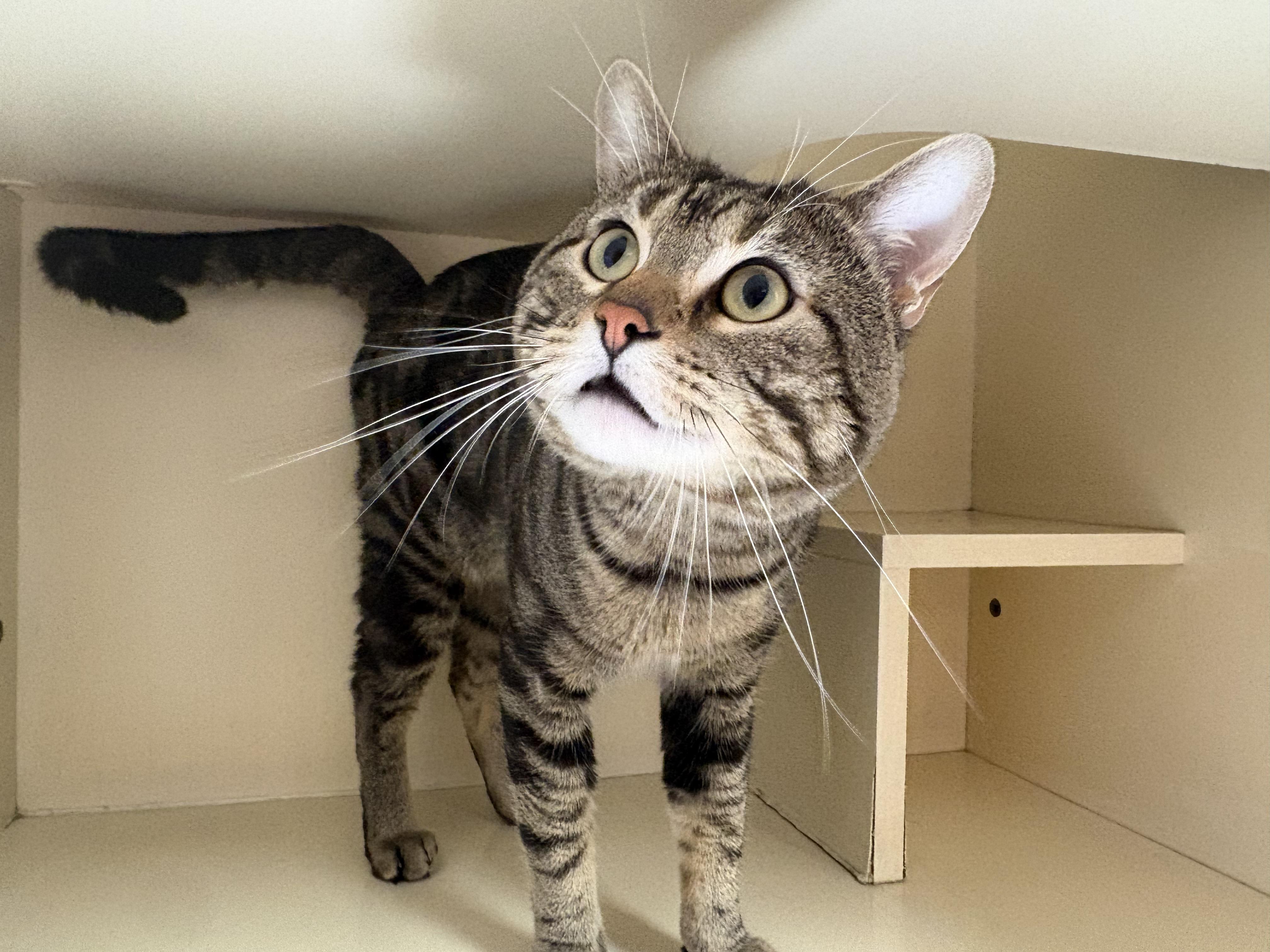 Enlarge Beau, a Adoptable mixed breed in Hays, KS image 2/5
